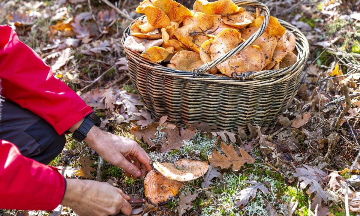 noticiaspuertosantacruz.com.ar - Imagen extraida de: https://www.huffingtonpost.es//life/consumo/se-acerca-temporada-setas-ingrediente-debesnadirle-conserven-otono.html