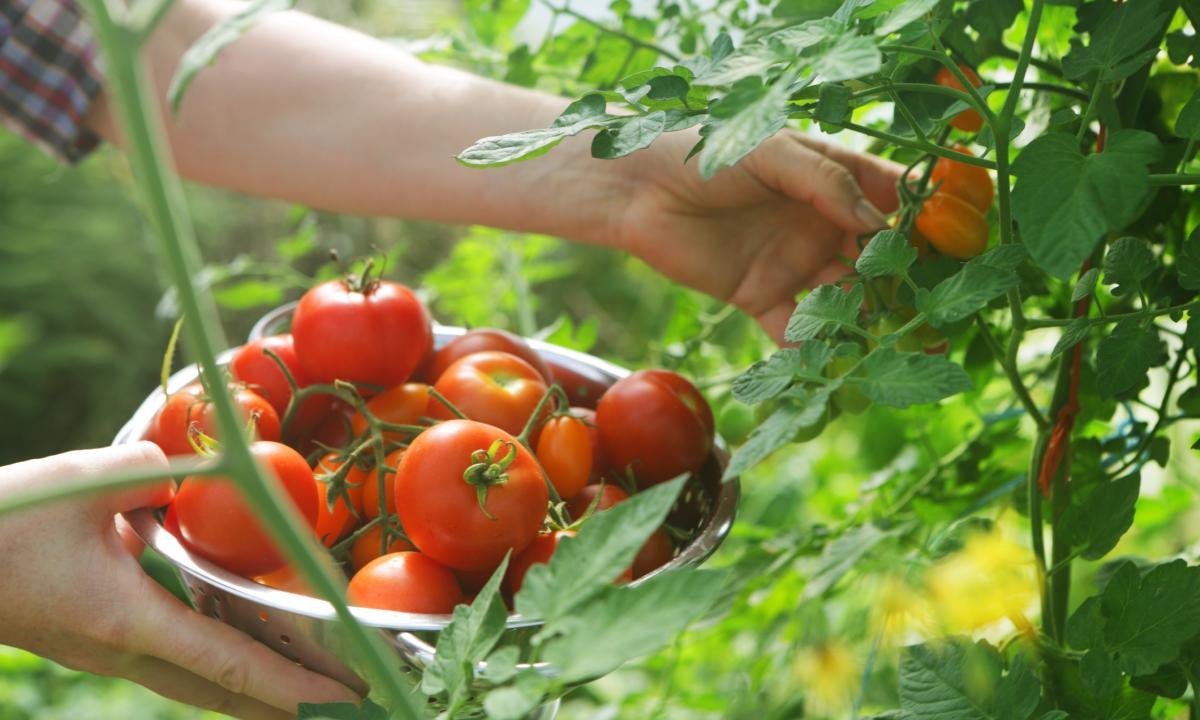 noticiaspuertosantacruz.com.ar - Imagen extraida de: https://www.huffingtonpost.es//tecnologia/la-plaga-destroza-100-tomate-espanol-aniquilada-nueva-arma-led.html