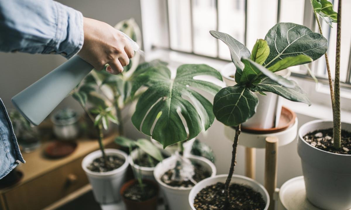 noticiaspuertosantacruz.com.ar - Imagen extraida de: https://www.huffingtonpost.es//life/llega-septiembre-son-plantas-interior-sobreviven-habitacion-ventanas.html