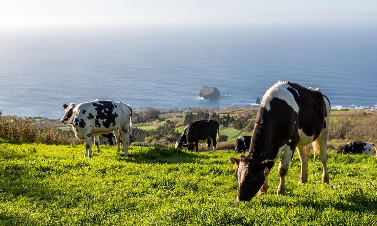 noticiaspuertosantacruz.com.ar - Imagen extraida de: https://www.huffingtonpost.es//planeta/las-vacas-frente-sequia-descubren-metodo-aprovechar-agua-leche.html