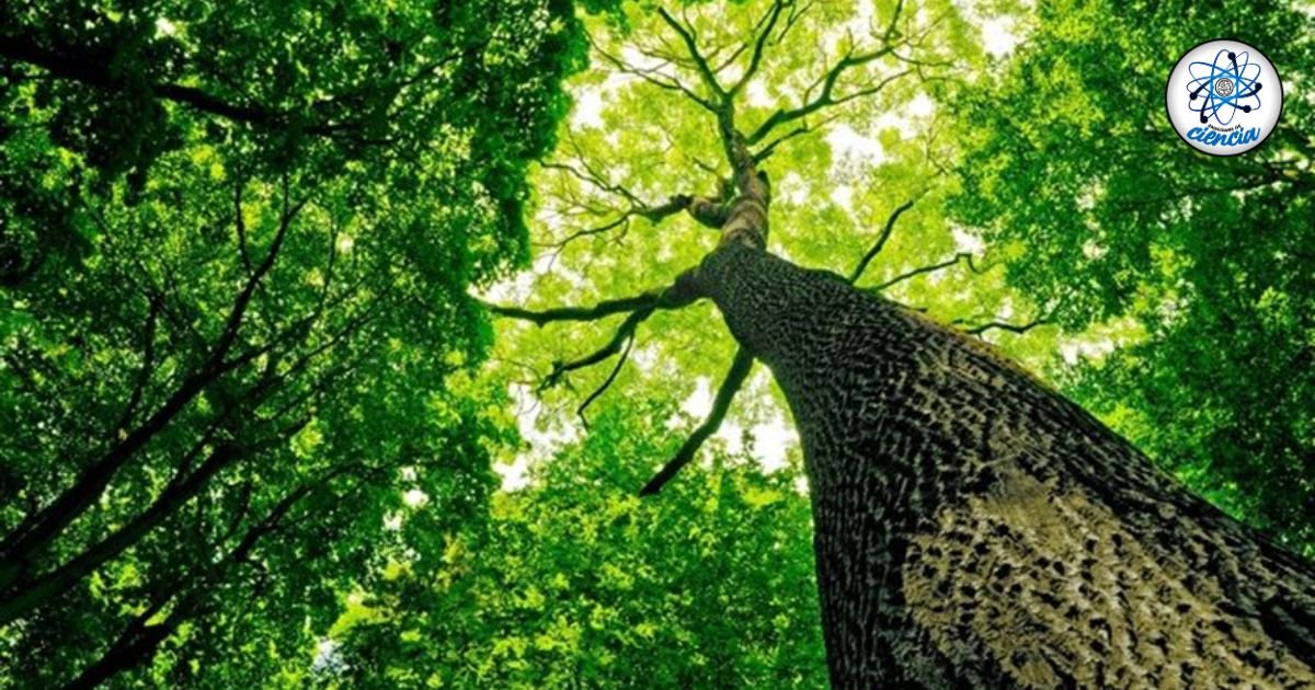 noticiaspuertosantacruz.com.ar - Imagen extraida de: https://ensedeciencia.com/2024/09/30/cientificos-resucitan-a-un-arbol-extinto-con-una-semilla-de-1000-anos-de-antiguedad/