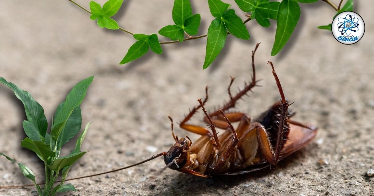 Plantas que Noquean a las Cucarachas: Soluciones Naturales sin Riesgos