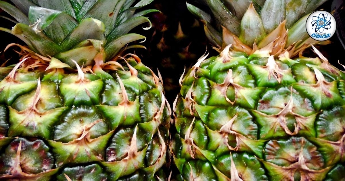 Piña, fruta saludable: Beneficios y consumo recomendado