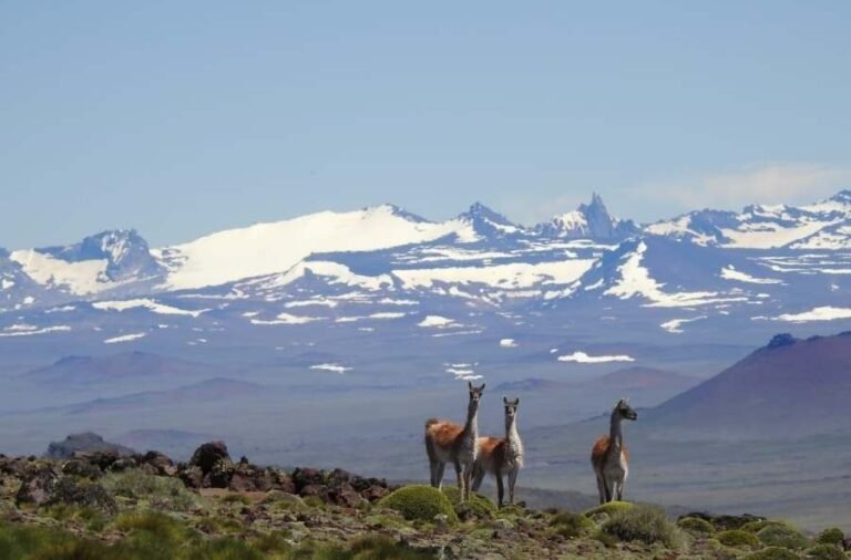 noticiaspuertosantacruz.com.ar - Imagen extraida de: https://elrompehielos.com.ar/llegados-nacidos-criados-todos-somos-patagonia-austral