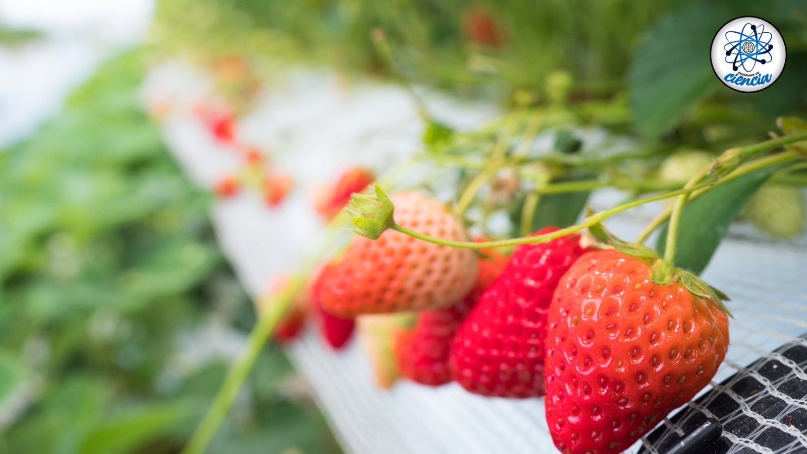 Cultiva fresas en casa: guía definitiva para un huerto exitoso