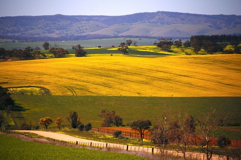 noticiaspuertosantacruz.com.ar - Imagen extraida de: https://finance.yahoo.com/news/analysis-australia-could-canola-trade-024440875.html