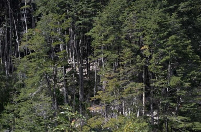 noticiaspuertosantacruz.com.ar - Imagen extraida de: https://elrompehielos.com.ar/un-paso-atras-en-la-proteccion-de-los-bosques-nativos-de-argentina