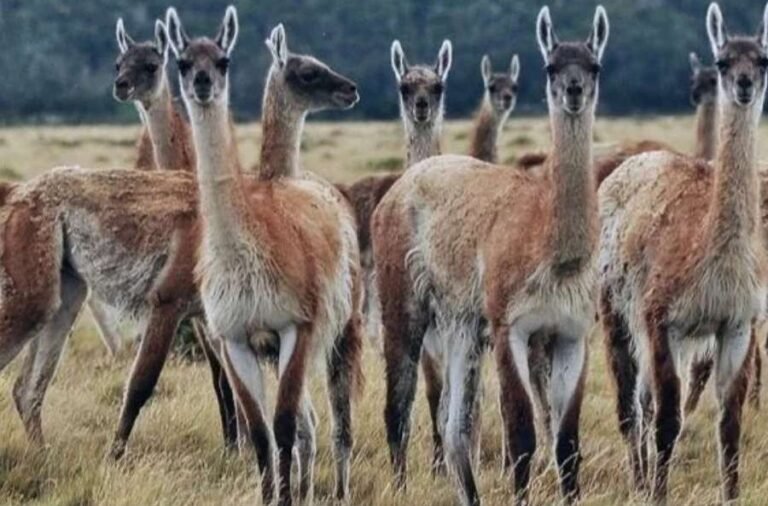 noticiaspuertosantacruz.com.ar - Imagen extraida de: https://elrompehielos.com.ar/controversia-por-una-disposicion-que-promueve-la-exportacion-de-la-carne-y-el-cuero-del-guanaco