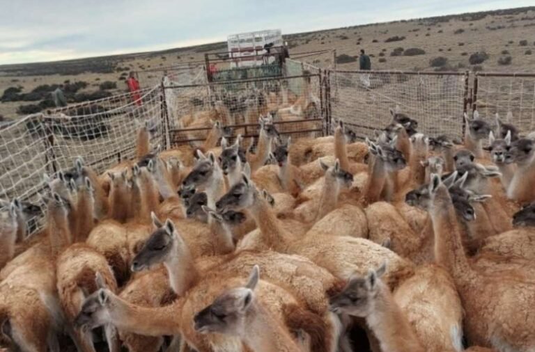 noticiaspuertosantacruz.com.ar - Imagen extraida de: https://elrompehielos.com.ar/productores-analizaran-el-plan-nacional-para-el-manejo-del-guanaco