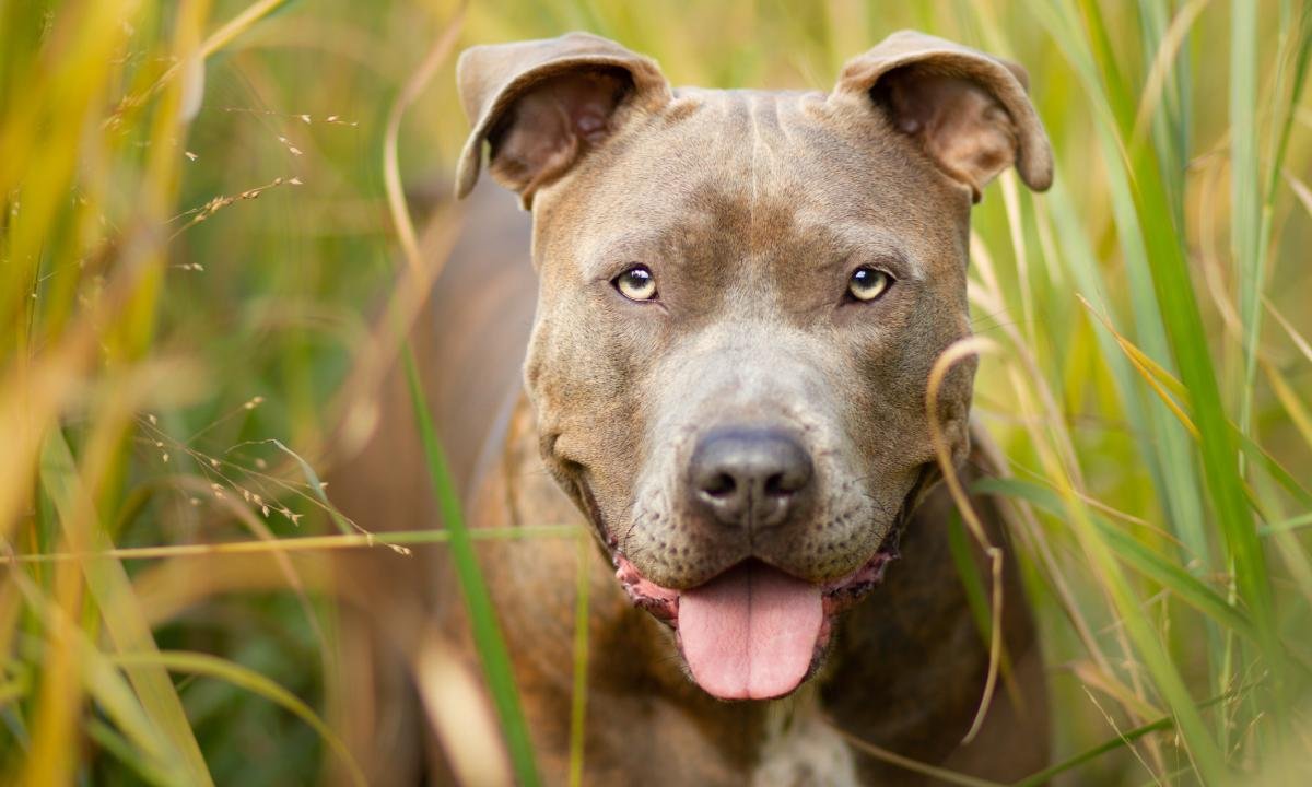 noticiaspuertosantacruz.com.ar - Imagen extraida de: https://www.huffingtonpost.es//global/viaja-irak-novia-le-dice-perro-muerto-6nos-descubre-toda-verdad.html