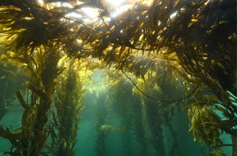 Llamado científico a proteger bosques marinos en Sudamérica