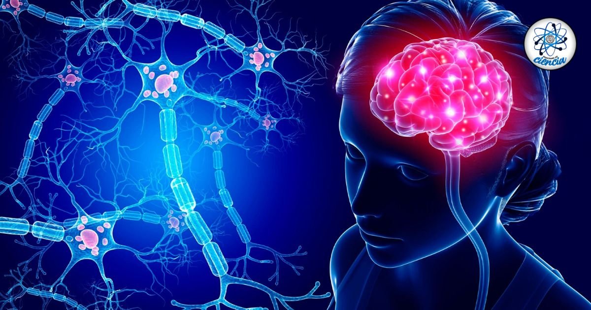 Vitamina B: La clave para la salud cerebral según experta de Harvard